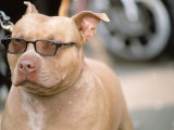Pit Bull Terrier Wearing Sunglasses Photographic Print by Allen Russell