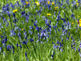 Hyacinthoides Non-Scripta, Bluebell Lámina fotográfica por Susie Mccaffrey Hyacinthoides Non-Scripta, Bluebell Lámina fotográfica por Susie Mccaffrey