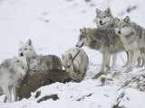 Wolf, Pack Feeding on Red Deer Carcass, Scotland Lámina fotográfica por Mark Hamblin