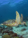Green Sea Turtle, Sipidan, Malaysia Fotografisk tryk af David B. Fleetham
