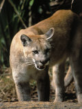Florida Panther (Felis Concolor), FL Photographic Print by Elizabeth DeLaney