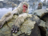 Japanese Macaques or Snow Monkeys, Adult in Foreground with Arms Extended on Rock, Honshu, Japan Photographic Print by Roy Toft