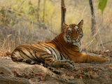 Bengal Tiger, Female Resting, Madhya Pradesh, India Photographie par Elliott Neep