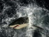 Great White Shark, Guadalupe Island, Mexico Fotografie-Druck von David B. Fleetham