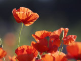 Common Poppy, Red Petals Backlit in Early Morning Light, Scotland Photographic Print by Mark Hamblin