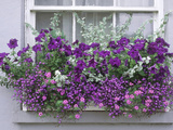 Window Box with Pelargoniums Argyranthemum, Lobelia Photographie par Lynne Brotchie