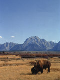 Bison in a Meadow, Jackson Hole, WY Lámina fotográfica por Allen Russell Bison in a Meadow, Jackson Hole, WY Lámina fotográfica por Allen Russell