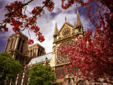 Notre Dame with Magnolia Blossoms, Paris Lámina fotográfica Notre Dame with Magnolia Blossoms, Paris Lámina fotográfica