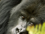 Mountain Gorilla, Close-up of Face Looking Through Fern, Africa Impressão fotográfica por Roy Toft Mountain Gorilla, Close-up of Face Looking Through Fern, Africa Impressão fotográfica por Roy Toft