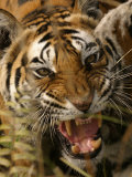 Bengal Tiger, Snarling, Madhya Pradesh, India Photographic Print by Elliot Neep