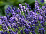 Lavandula Angustifolia (Lavender), Blue Flowers in Dappled Sunlight Photographie par Susie Mccaffrey