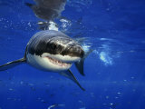 David B. Fleetham - Great White Shark, Guadalupe Island, Mexico Fotografická reprodukce David B. Fleetham - Great White Shark, Guadalupe Island, Mexico Fotografická reprodukce