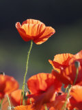 Common Poppy, Red Petals Backlit in Early Morning Light, Scotland Photographic Print by Mark Hamblin