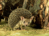 Long-Eared Hedgehog, England, UK Lámina fotográfica por Les Stocker