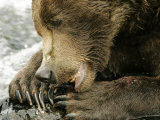 Alaskan Brown Bear, Close-up of Bear Eating Salmon, Alaska Photographic Print by Roy Toft