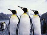 Three King Penguins with Glacier in Background Lámina fotográfica Three King Penguins with Glacier in Background Lámina fotográfica