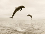 Bottlenose Dolphins Jumping Out of Water Photographie par Stuart Westmorland
