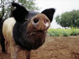 Curious Pig Photographie par Allen Russell