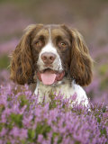 English Springer Spaniel, UK Photographie par Mark Hamblin