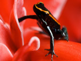 Golfo Dulce Poison Dart Frog, Frog Sitting on Pink Flower, Costa Rica Photographie par Roy Toft