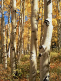 Aspen (Populus Tremuloides) Trees Photographic Print by Allen Russell