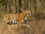 Bengal Tiger, Male Walking in Grass, Madhya Pradesh, India Photographie par Elliot Neep