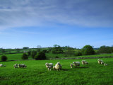 Sheep Ovis Aries Photographic Print by Mark Hamblin