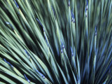 Dasylirion Wheeleri, Agave, St. Croix Lámina fotográfica por Walter Bibikow