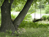Wooden Swing Hanging from Tree Photographie par Eric Kamp