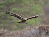 Mark Hamblin - Golden Eagle, Adult in Flight, Scotland Fotografická reprodukce Mark Hamblin - Golden Eagle, Adult in Flight, Scotland Fotografická reprodukce