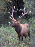 Elk, Western MT Photographic Print by John Luke