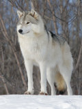 Gray Wolf, Ste-Anne-De-Bellevue, Canada Photographie par Robert Servranckx