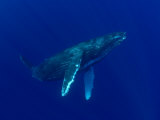 Humpback Whales, Hawaii Photographic Print by David B. Fleetham