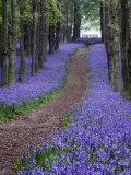 Spring Bluebell Woodlands, Hertfordshire, UK Fotografie-Druck von David Clapp