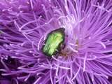 Rose Chafer (Cetonia Aurata) Green Beetle on Chrysanthemum Flower Fotografisk trykk av Philippe Bonduel