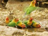 Fishers Lovebirds, Tanzania, Africa Photographie par Roy Toft