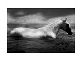 White Horse Swimming Photographic Print by Tim Lynch