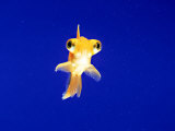 Goldfish with Bulging Eyes Photographic Print