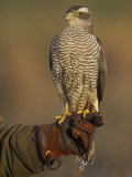 Goshawk, Adult Perched on Falconers Glove, Scotland Lámina fotográfica por Mark Hamblin Goshawk, Adult Perched on Falconers Glove, Scotland Lámina fotográfica por Mark Hamblin