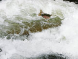 Rainbow Trout, Jumping Falls When Swimming Upriver to Return to Spawning Area, Willoughby River Photographic Print by Robert Servranckx
