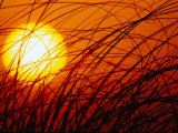 Sun Rising Through Grass, FL Photographic Print by Jeff Greenberg