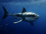 David B. Fleetham - Great White Shark, Guadalupe Island, Mexico Fotografická reprodukce David B. Fleetham - Great White Shark, Guadalupe Island, Mexico Fotografická reprodukce