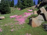Spring, Ohme Gardens, Wenatchee, WA Lámina fotográfica por Mark Windom