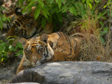 Bengal Tiger, 11 Month Old Cub on Rocks, Madhya Pradesh, India Photographic Print by Elliot Neep