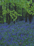 Bluebells, En Masse in Beech Woodland, UK Photographic Print by Mark Hamblin
