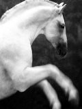 tim-lynch-cavallo-bianco-s-impenna.jpg