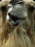 Camel Photographic Print by Mitch Diamond