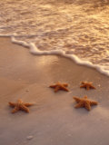 Starfish on Sand Photographie par Derek Cole