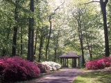 Azalea Way, Botanical Gardens, Bronx, NY Photographic Print by Lauree Feldman