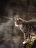 Cat on Rock Photographic Print by Pam Ostrow